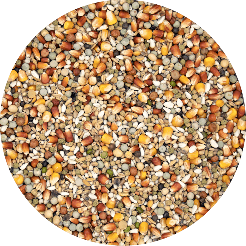 Gerry Plus (20kg)