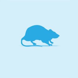 Monkfield Rat, Weaner