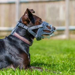 Baskerville INVISA Basket Muzzle