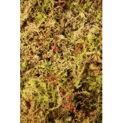 Komodo Habitat Moss