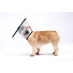 MDC Elizabethan Collar