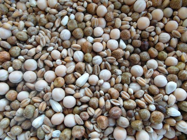Bjf Conditioner Pigeon Seed Mix