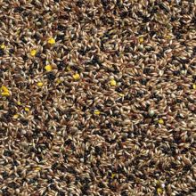Bucktons Canary Seed No 1