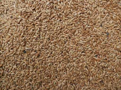 [STS098] Bjf Canary Seed (Plain)