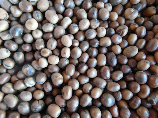 [STS010] Bjf Beans