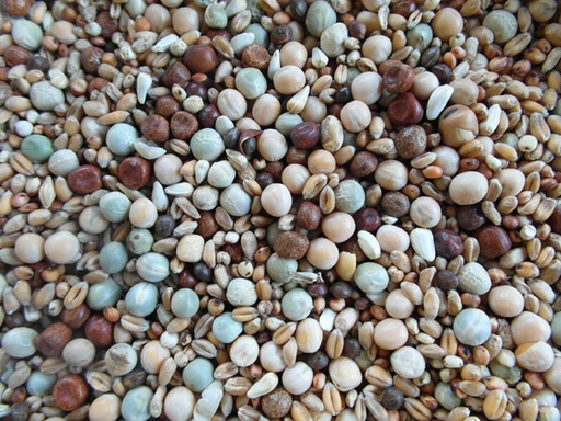 [BJF105] Bjf Young Bird High Protein Pigeon Mix
