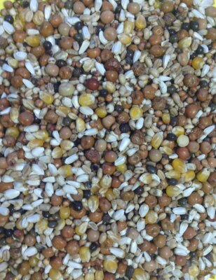 Gem Cowood (Recommended For Doves And Fancy Pigeons) All Year Round