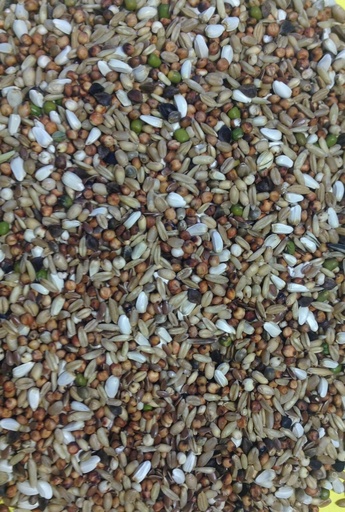 Gem Trapping & Conditioning Pigeon & Dove Feed All Year Round