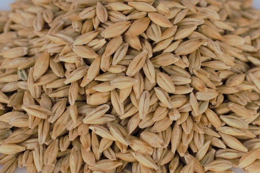 [STS005] Barley (25kg)
