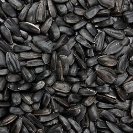 [STS021] Black Sunflower (20kg)