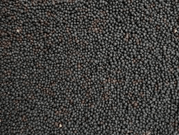 [STS020] Black Rape (25kg)