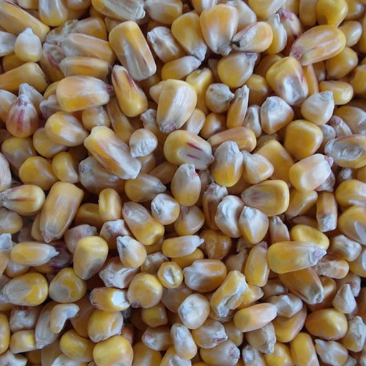 [STS060] Maize (25kg)