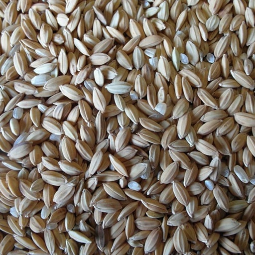 [STS080] Paddy Rice (25kg)