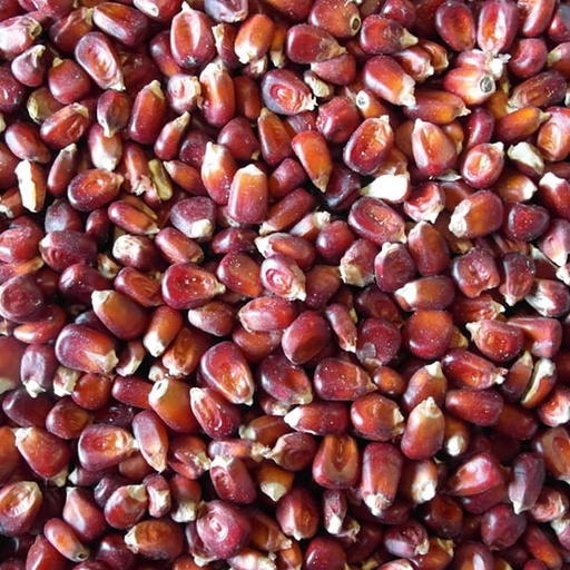 [STS110] Red Maize (25kg)