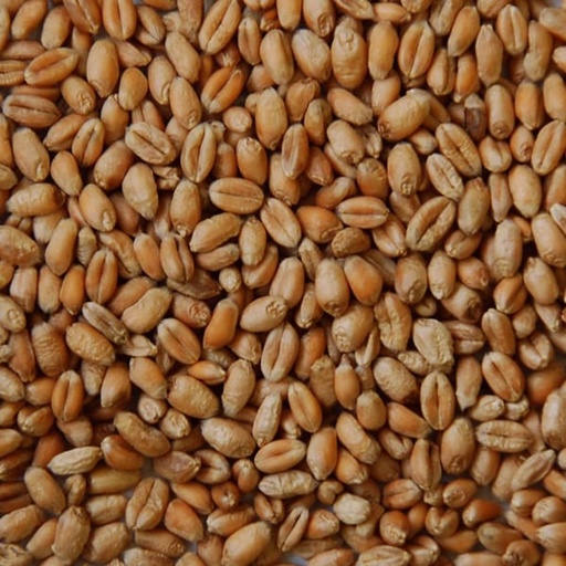 [STS130] Wheat (25kg)