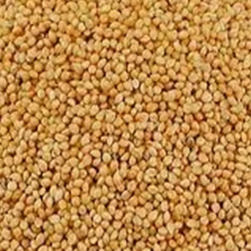 [STS150] Yellow Panicum (25kg)