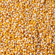 [STS064] Popcorn Maize (25kg)