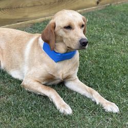 Danish Design Pet Cooling Collar