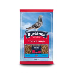 Bucktons Pigeon Young Bird