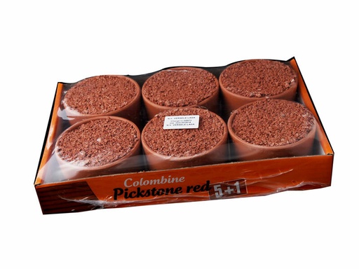 [VL046] Versele Laga Colombine Pickstone Red Tray Of Six