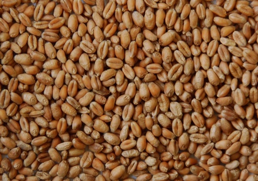 [STS130] Bjf Quality Clean Wheat